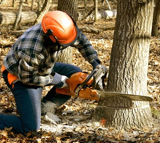 Tree Removal in Isola, MS